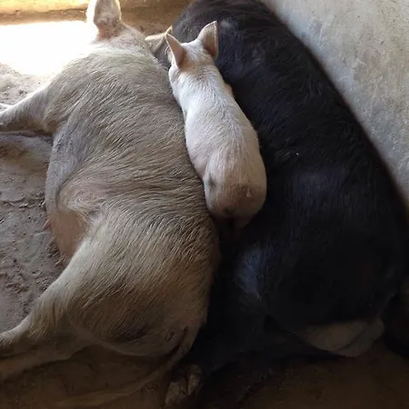 Agriturismo S'aranada * Marrubiu