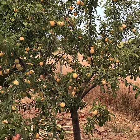 Фермерский дом Agriturismo S'aranada *