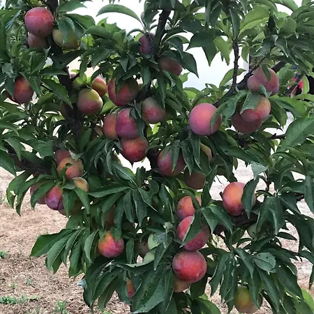 Фермерский дом Agriturismo S'aranada